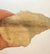 3 SHIOA LIBYAN DESERT GLASS GOLD TEKTITE G579